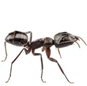 ant control muskoka