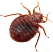 bed bug treatment muskoka