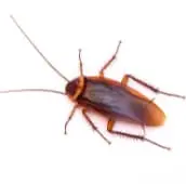 cockroach control muskoka