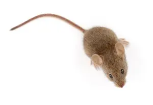mice control muskoka