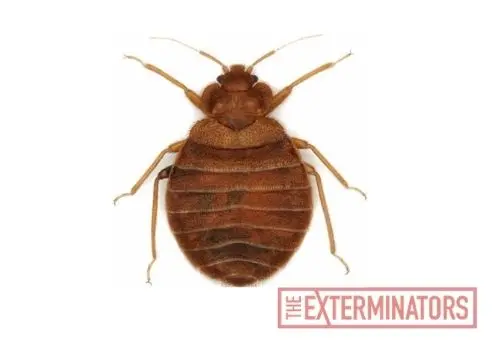 bed bug exterminator exterminatormuskoka
