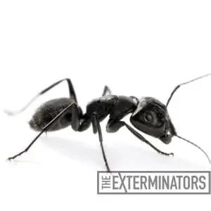 carpenter ant control exterminatormuskoka