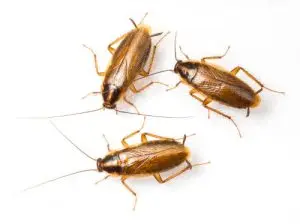 cockroach treatment pest control exterminatormuskoka
