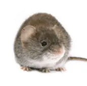 mouse control exterminatormuskoka