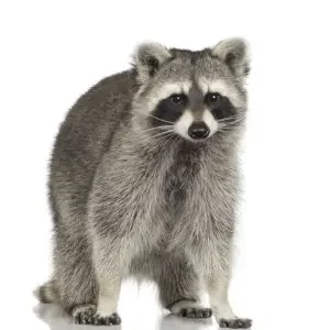 raccoon removal exterminatormuskoka