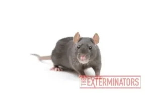 rat exterminator exterminatormuskoka