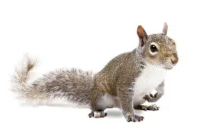 squirrel removal exterminatormuskoka
